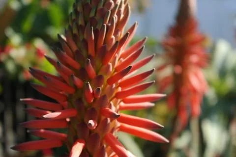 Orange cactus bloom Stock Photos