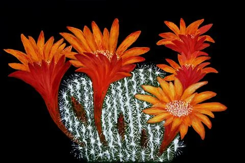 Orange cactus flowers in bloom Stock Illustration