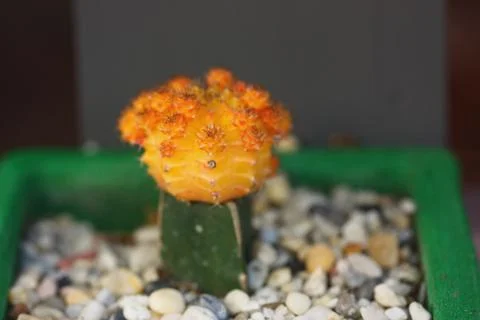 Orange cactus selective focus blur background Stock Photos