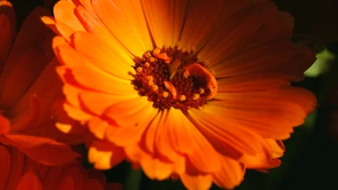 Orange calendula flower gently moving in the wind Stock Footage 296747982
