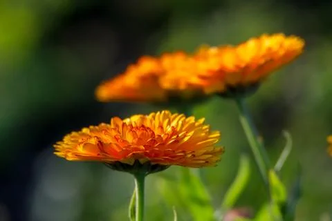 Orange calendula in green garden. Stock Photos