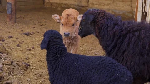 Orange calf and two black sheeps are in the barn and looking around Stock Footage 166823664