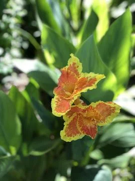 Orange Calla Lilly Blooming 库存照片