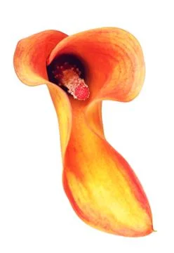 Orange Calla Lily Flower Stock Photos