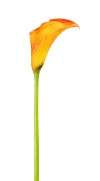 Orange Calla Lily Stock Photos
