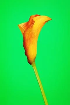 Orange Calla Lily Stock Photos