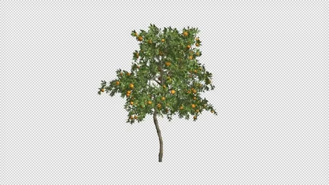 Orange Calm Stock Footage 296034811