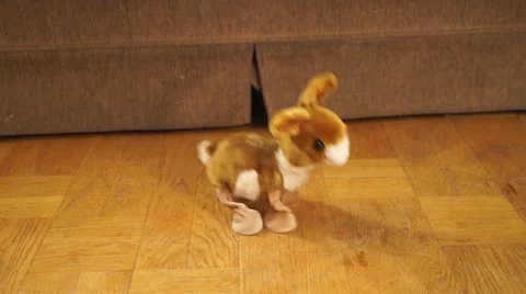 An orange camel is dancing. Stock Footage 44800987