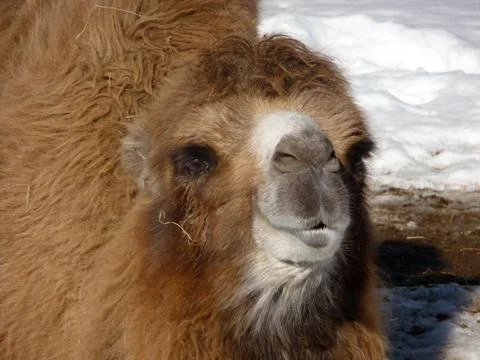 Orange camel Stock Photos