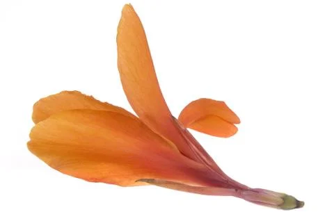 Orange canna Stock Photos