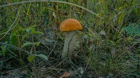 Orange-cap boletus Stock Footage 55805729
