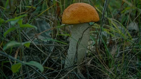 Orange-cap boletus in the grass 库存影片 55805691