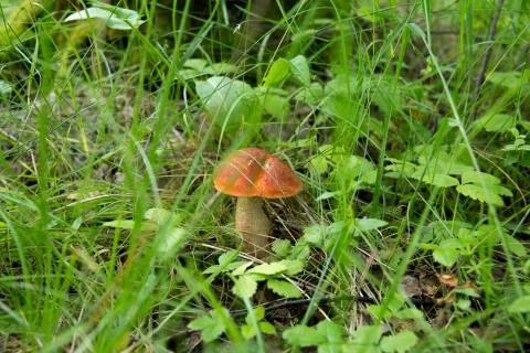 Orange-cap boletus in the grass Stock-Fotos