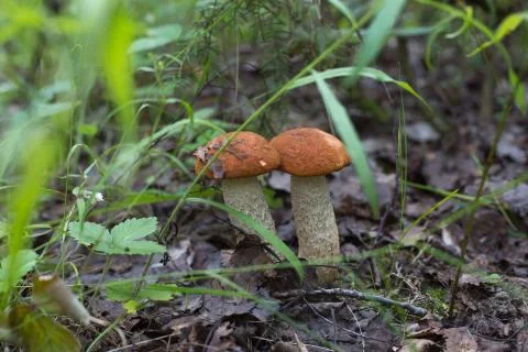 Orange-cap boletus in the grass Stock-Fotos