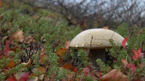 Orange-cap boletus in the midst of exotic vegetation of the northern tundra. Stock Footage 74600385