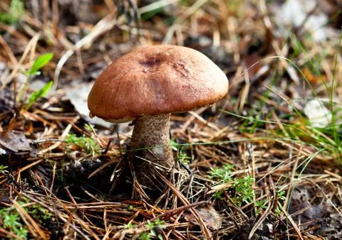 Orange-cap boletus Foto stock