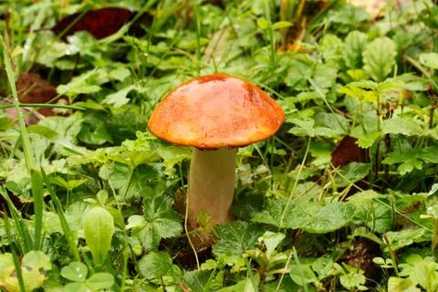 Orange-cap boletus Stock-Fotos