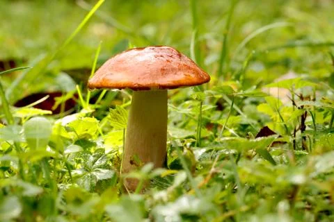 Orange-cap boletus Foto stock