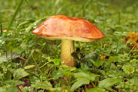 Orange-cap boletus Stock Photos