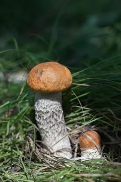 Orange-cap boletus 스톡 사진