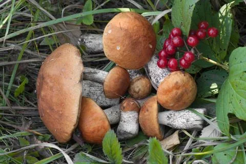 Orange-cap boletus 库存照片
