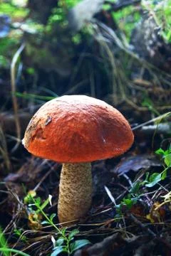 Orange cap boletus 스톡 사진