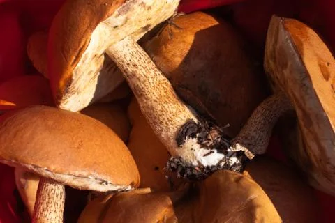 Orange cap boletus Stock Photos