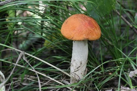 Orange-cap boletus 스톡 사진