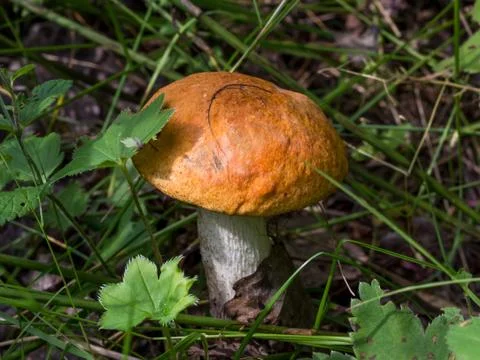 Orange-cap boletus Stock Photos