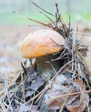 Orange-cap boletus Stock Photos