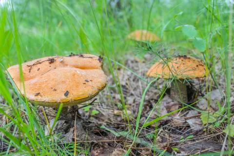 Orange-cap boletus Stock Photos