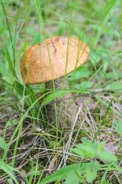 Orange-cap boletus Stock Photos