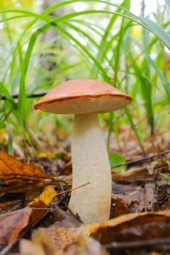 Orange-cap boletus Stock Photos