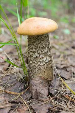 Orange-cap boletus Stock Photos