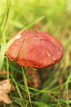 Orange-cap boletus Stock Photos