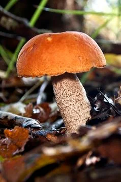 Orange-cap boletus Stock Photos