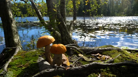 Orange-cap boletus on the shore of forest lake in early autumn in Finland. Stock Footage 67228573