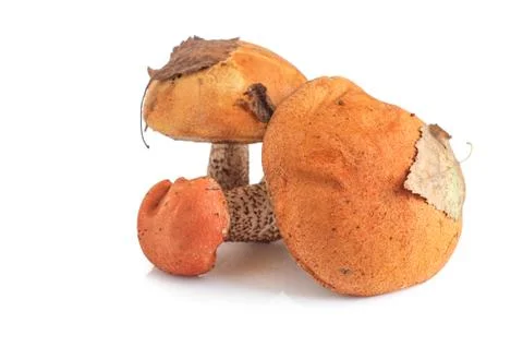 Orange-cap boletus on white background Stock Photos