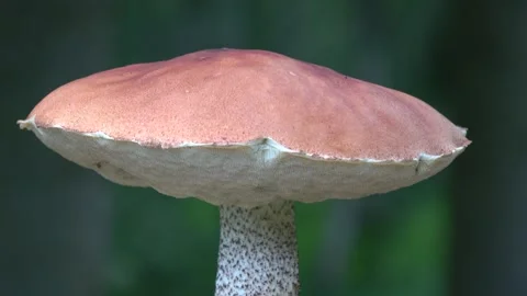 Orange cap mushroom rotating on  forest background Stock-Footage 262343551