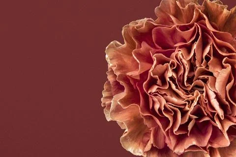 Orange carnation border, flower background, design space Stock Photos