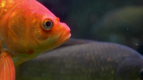  an orange carp fish head Stock Footage 278043549