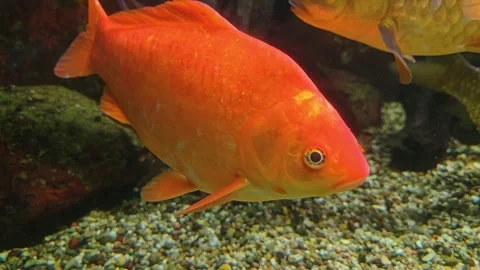 A orange carp floating Stock Footage 295215856