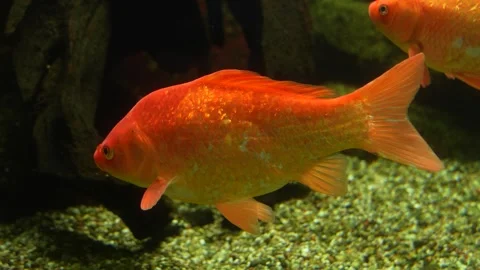 An orange carp  Stock Footage 258094224