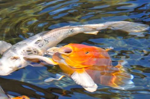 Orange carp koi Stock Photos