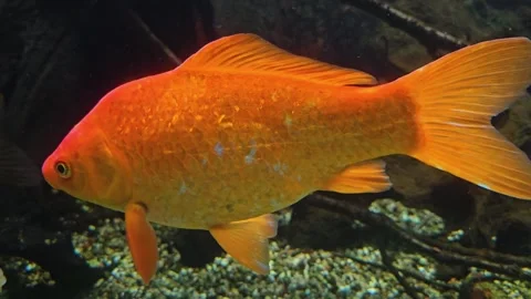  an orange carp swimming Stock Footage 295230571