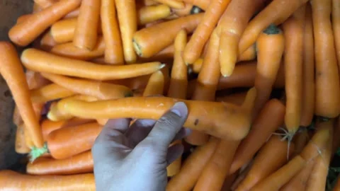 Orange carrot in human hand shows fruit vegetable close up top view Stock Footage 327251253
