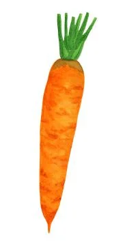 Orange carrot isolated without halm Illustrazione stock