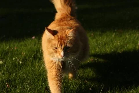 Orange cat-0334 Foto stock