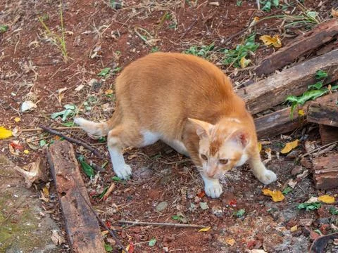 The orange cat is on alert Stock Photos
