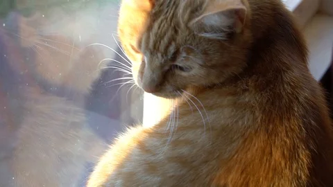 The orange cat is angry Stock Footage 111299585